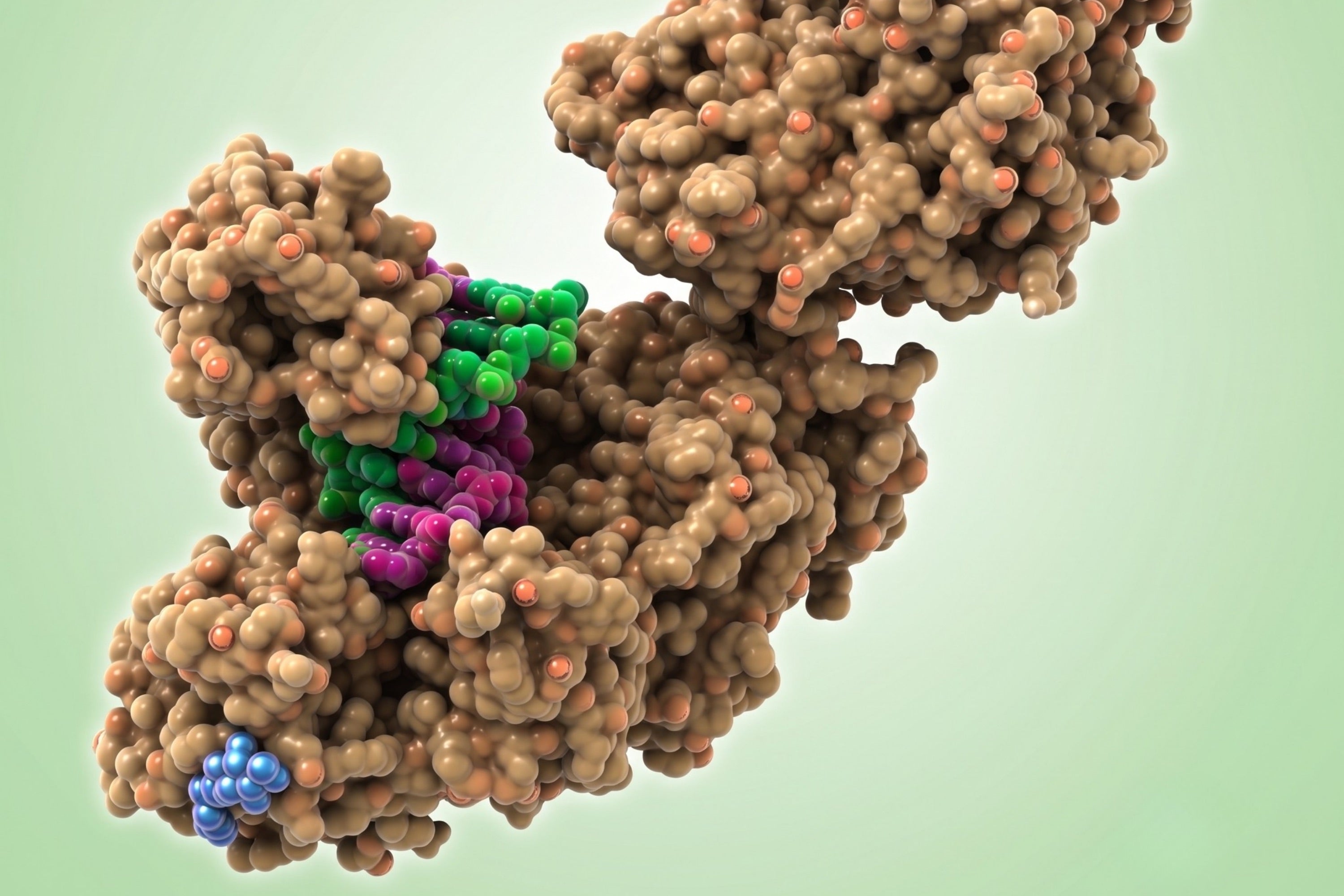 PCR Enzymes and Mixes