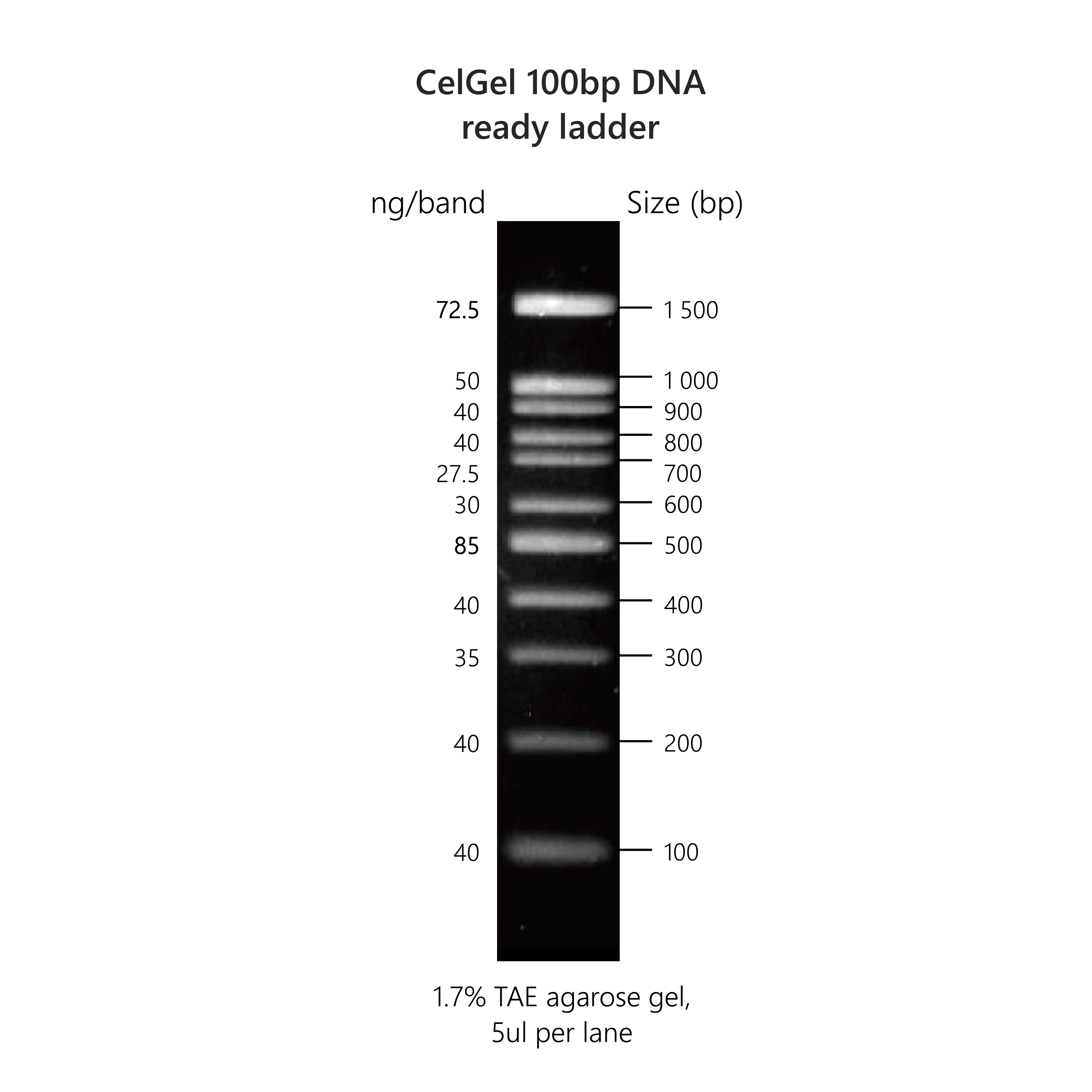 CelGel DNA ready ladders
