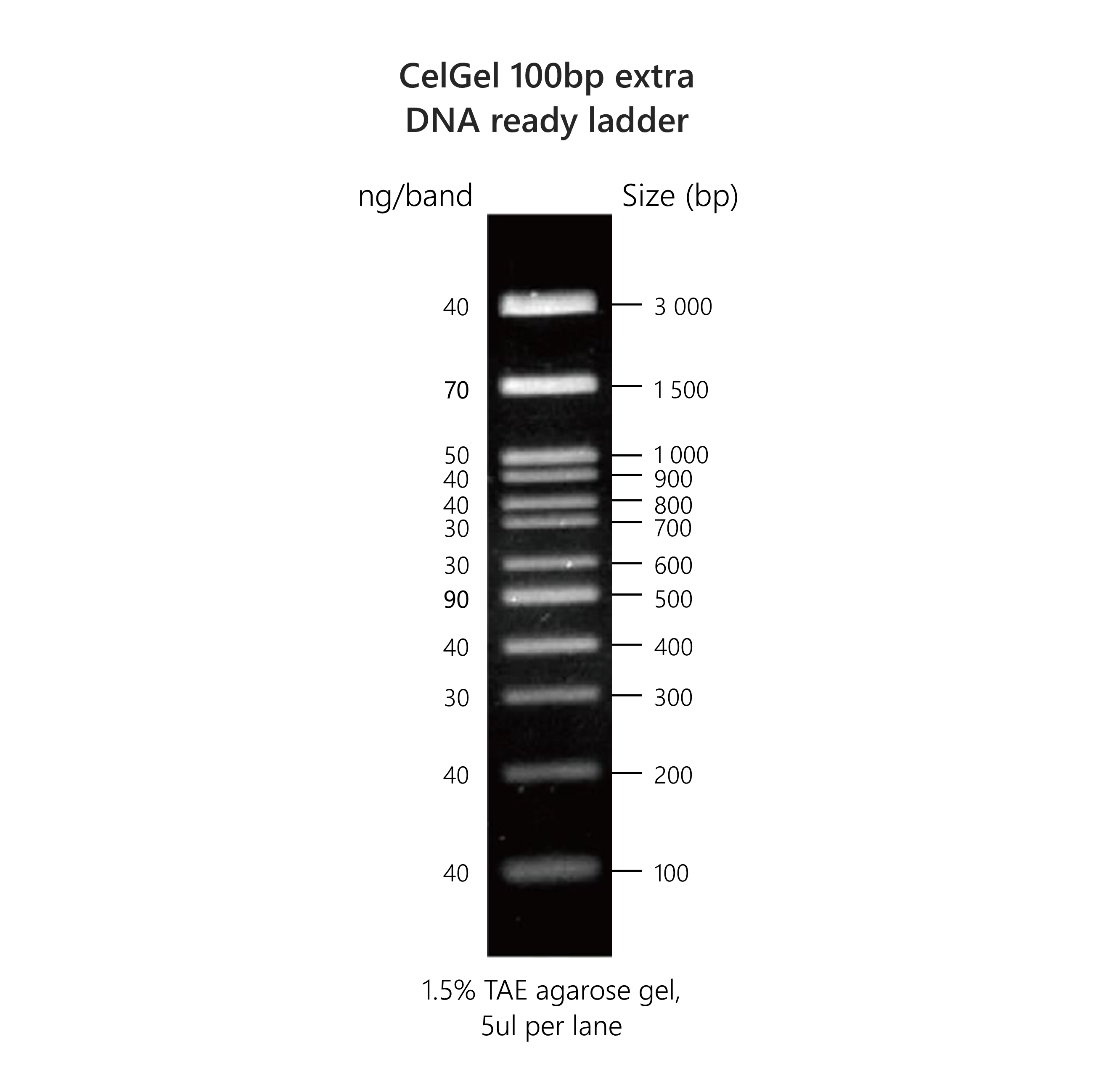 CelGel DNA ready ladders