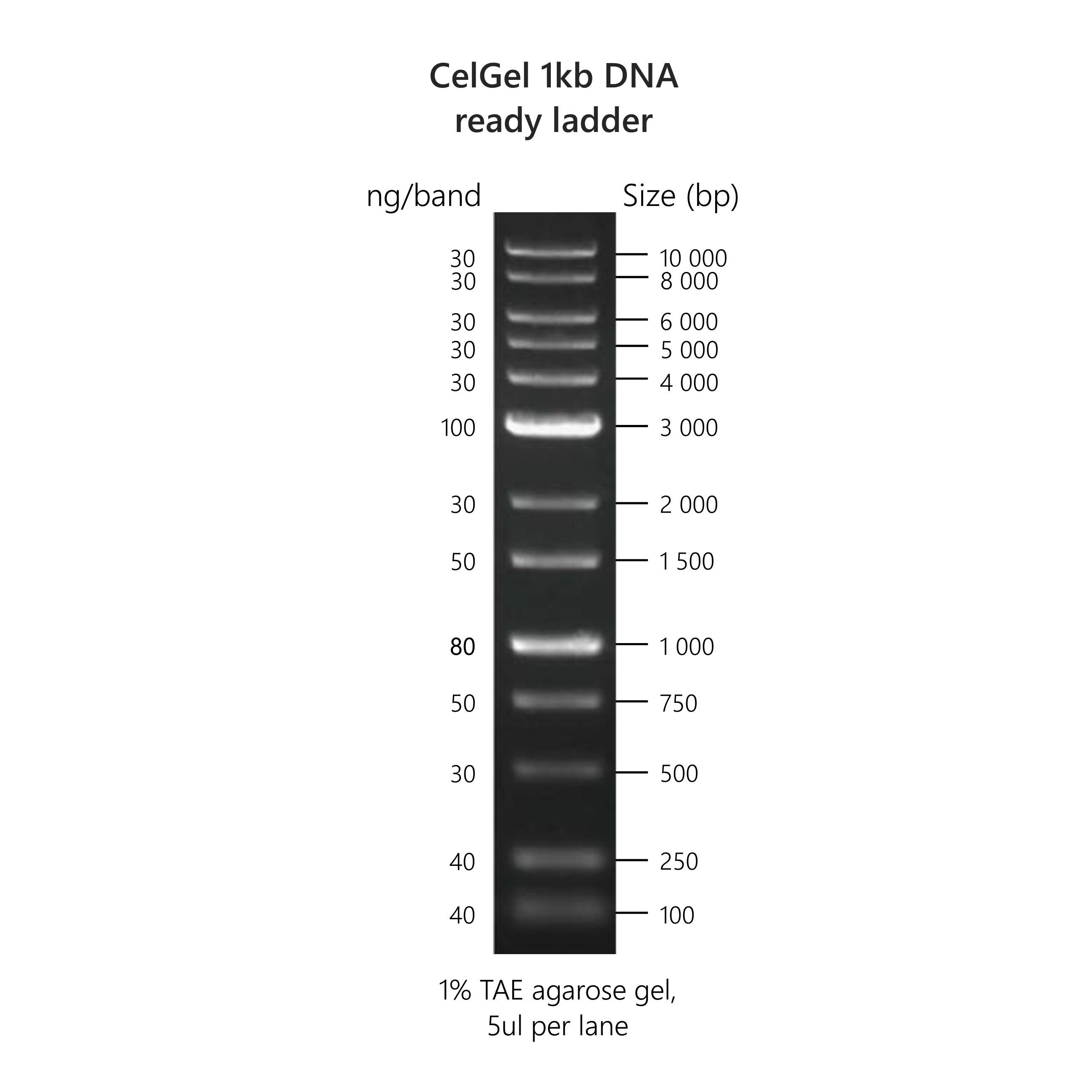 CelGel DNA ready ladders