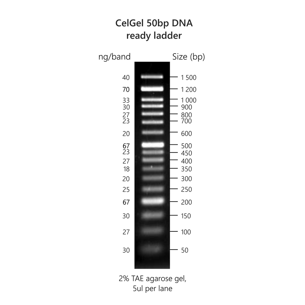 CelGel DNA ready ladders