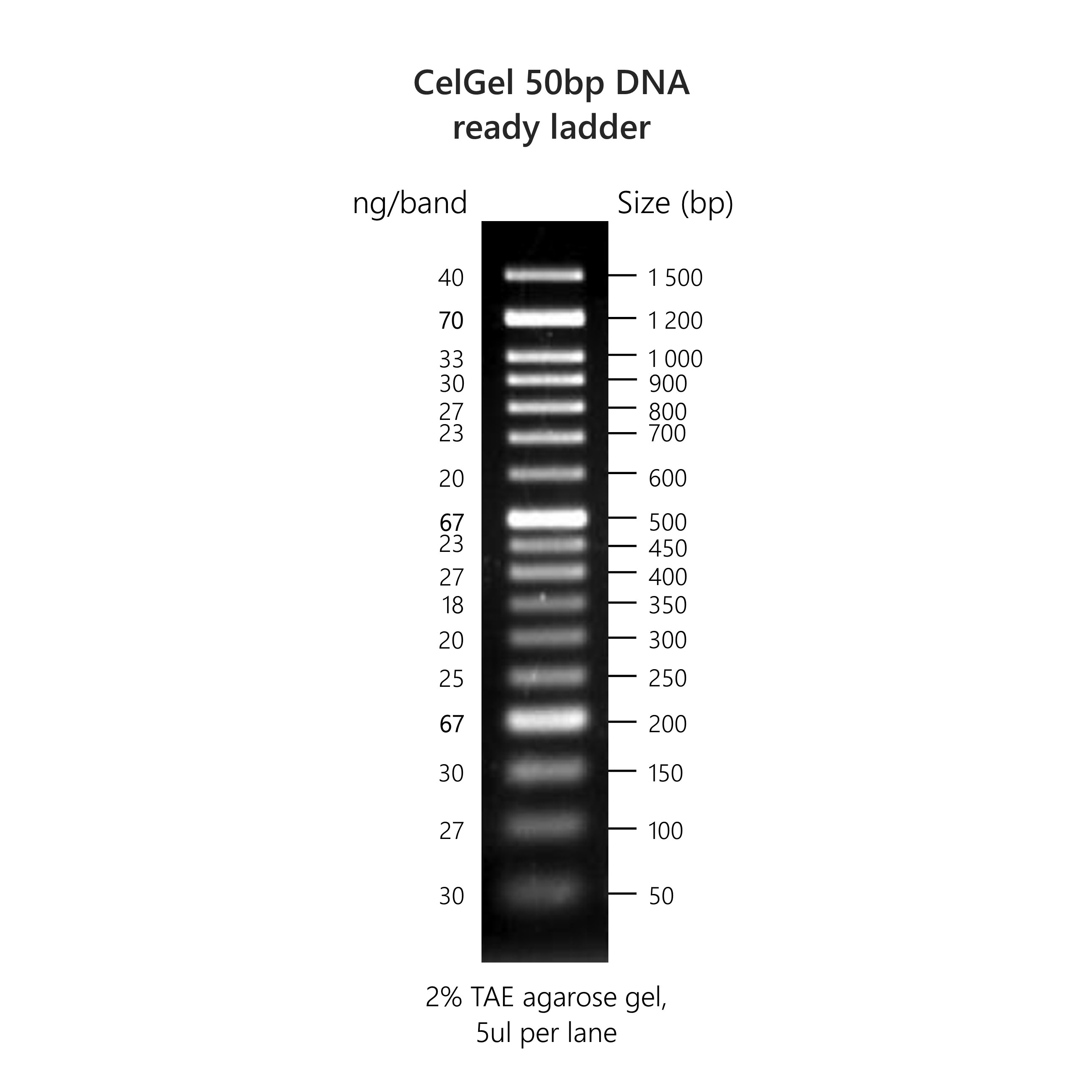 CelGel DNA ready ladders